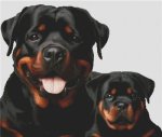 (image for) Rottweiler Pair